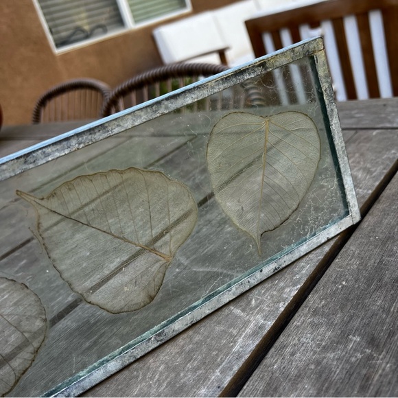 Dried Skeleton Leaves Pressed in Glass Framed Skeletonized Leaves Clear Glass - Picture 12 of 12